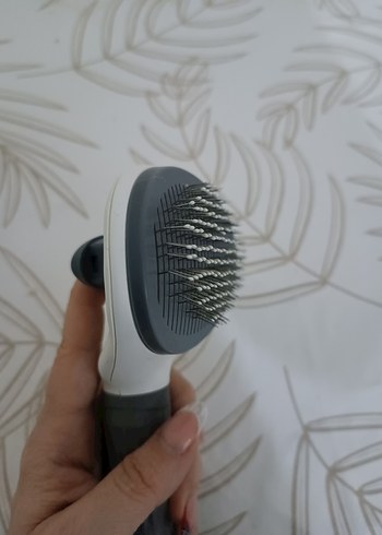 Gri Kedi Tarağı - Görsel 3