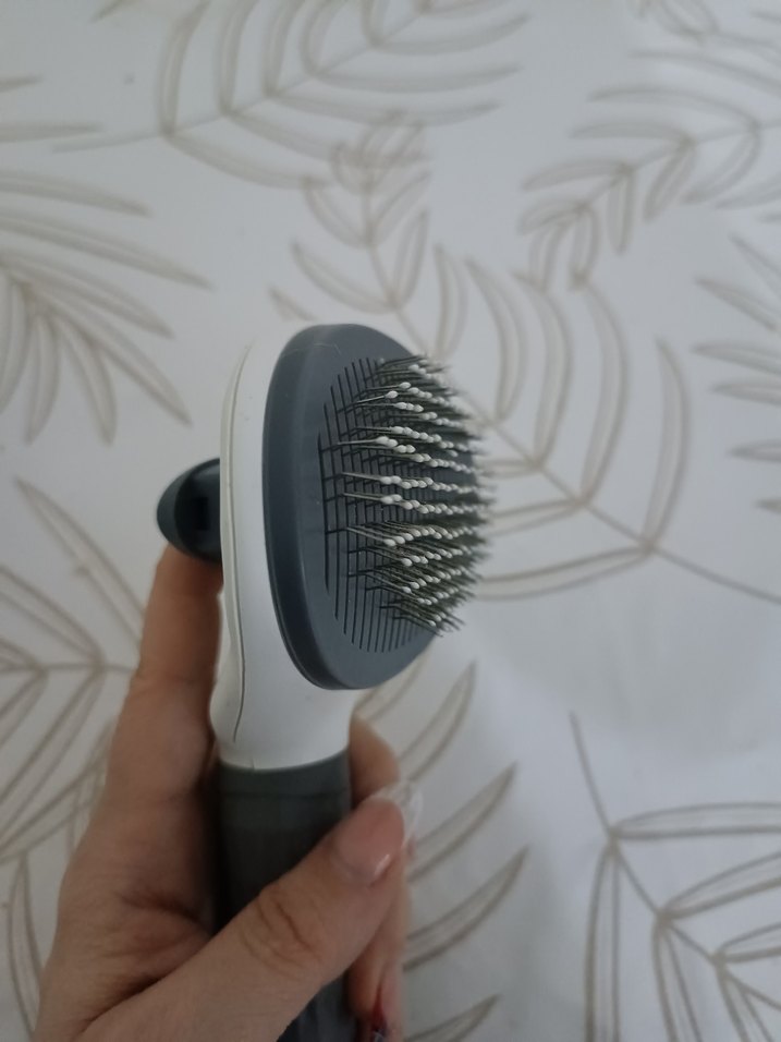 Gri Kedi Tarağı - Görsel 3