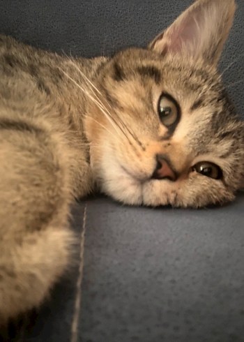 Gri Kedi Aksesuarları - Görsel 2