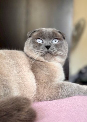 Gri Kedi Aksesuarları - Görsel 3