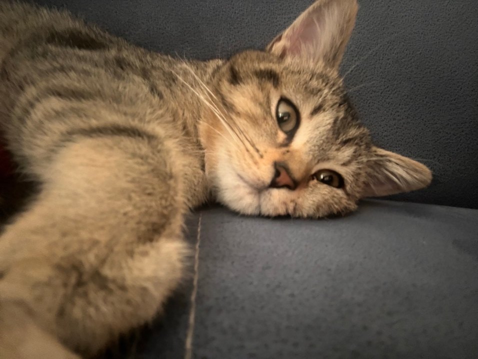 Gri Kedi Aksesuarları - Görsel 2