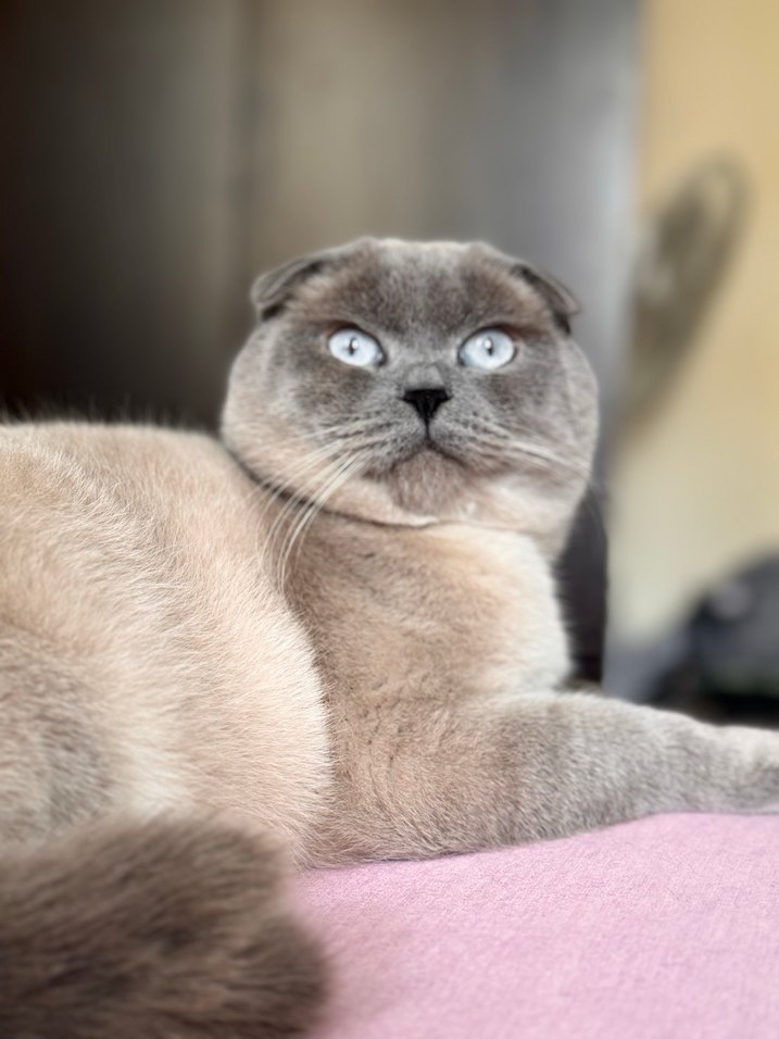 Gri Kedi Aksesuarları - Görsel 3