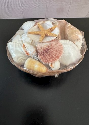 Deniz Kabukları ve Deniz Yıldızı Seti - Görsel 2