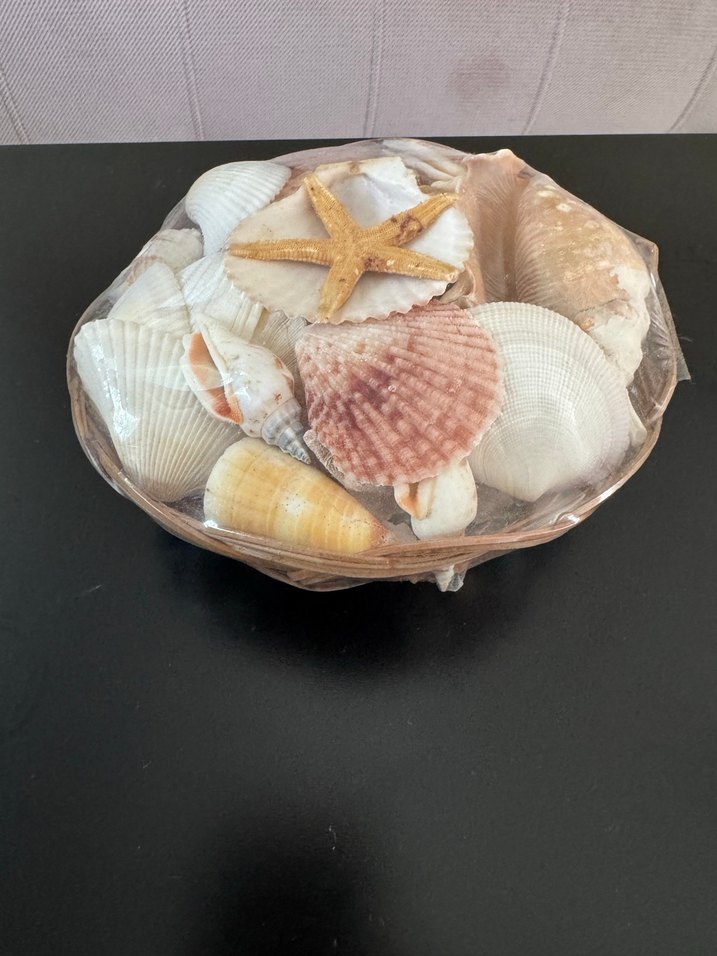 Deniz Kabukları ve Deniz Yıldızı Seti - Görsel 2