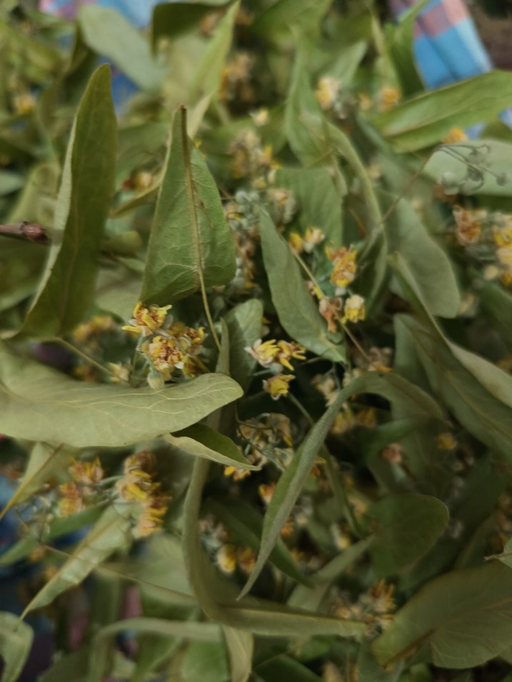 Doğal Ihlamur Kurusu - Görsel 2