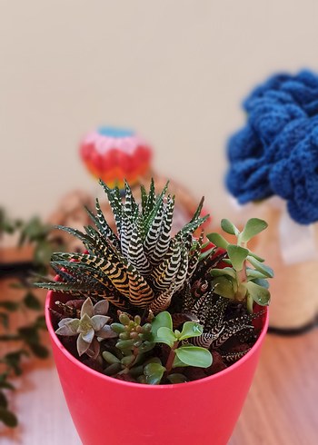 Renkli Sukulentler İçeren Pembe Saksı