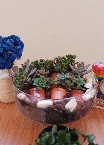 Küçük Saksılı Sukulent Teraryum