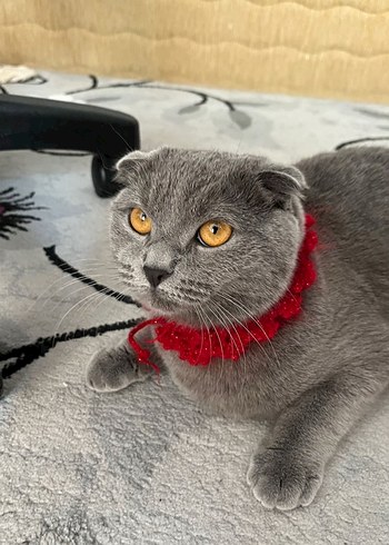 Simli Kırmızı Örgü Tasma - Görsel 3