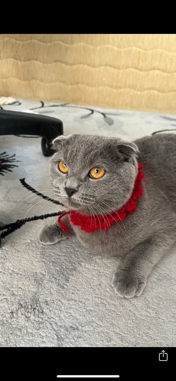 Simli Kırmızı Örgü Tasma - Görsel 3