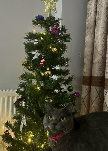 150 cm yılbaşı ağacı - Görsel 2