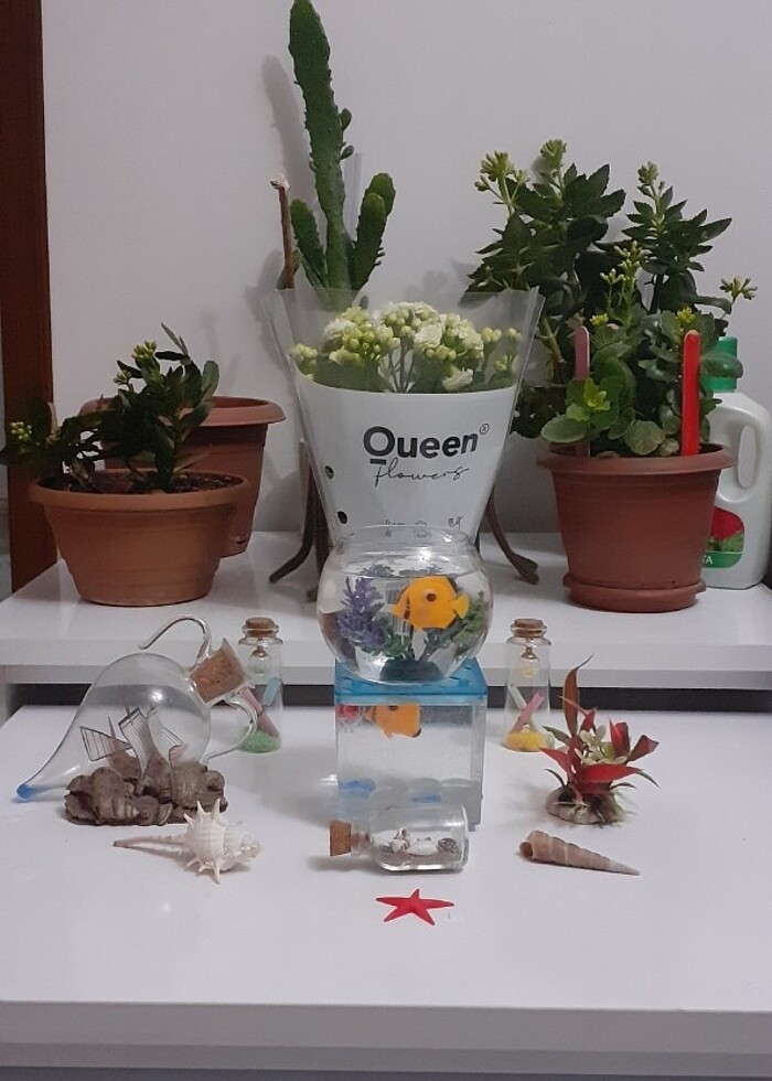 Faunus Seti - Görsel 4