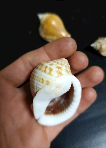 Dekoratif Gerçek Deniz Kabuğu - Görsel 4