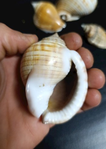 Dekoratif Gerçek Deniz Kabuğu - Görsel 3