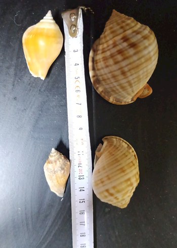 Dekoratif Gerçek Deniz Kabuğu - Görsel 2