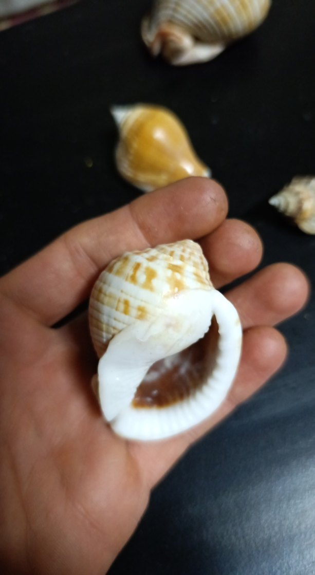 Dekoratif Gerçek Deniz Kabuğu - Görsel 4