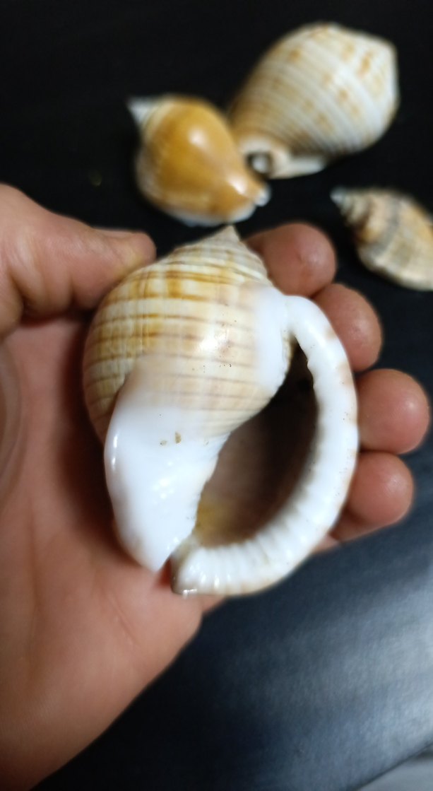 Dekoratif Gerçek Deniz Kabuğu - Görsel 3