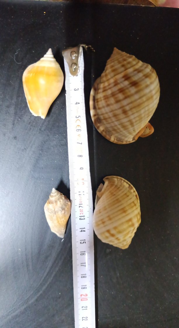 Dekoratif Gerçek Deniz Kabuğu - Görsel 2