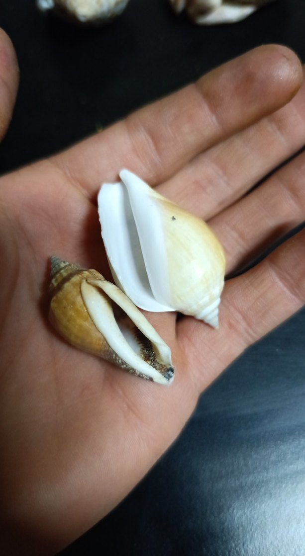 Dekoratif Gerçek Deniz Kabuğu - Görsel 5