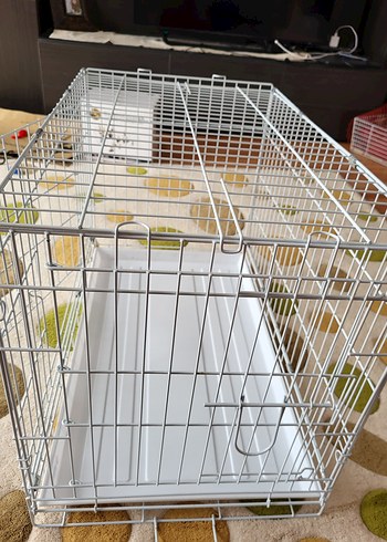 Beden Renk Dayang Kedi/Köpek Kafesi