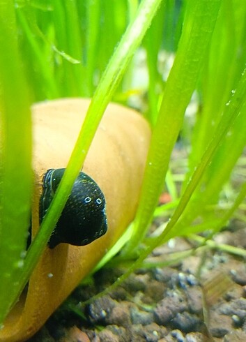 Nerite salyangoz