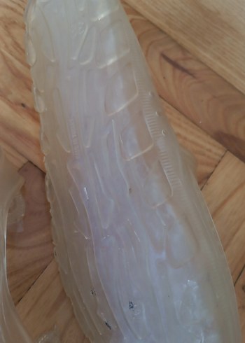 Şeffaf Erkek Plaj Ayakkabısı Beyaz - Görsel 4