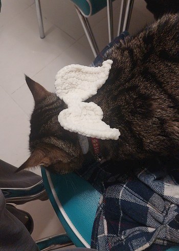 Kedi Tasma Kanat Aksesuarı - Görsel 3