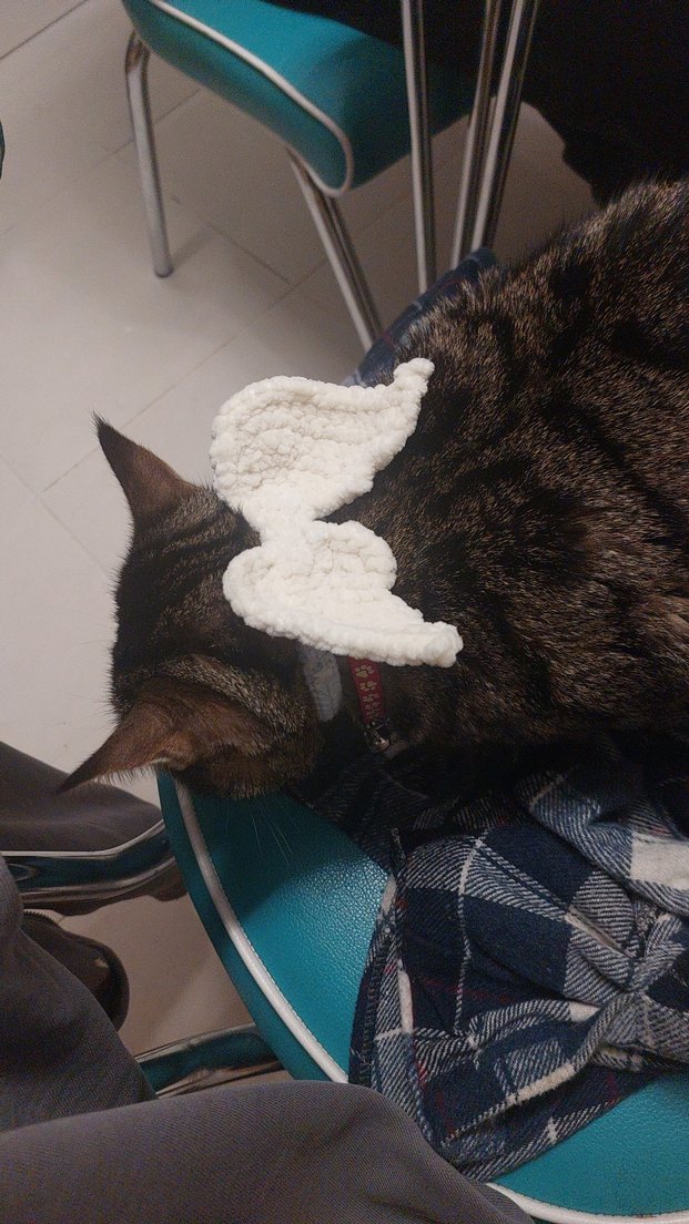 Kedi Tasma Kanat Aksesuarı - Görsel 3