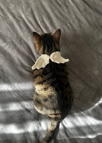 Kedi tasması - Görsel 2