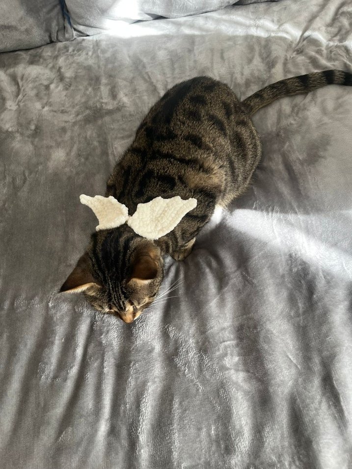 Kedi tasması - Görsel 4