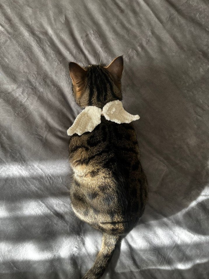 Kedi tasması - Görsel 2