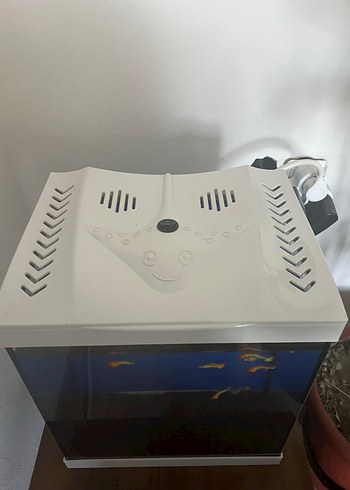 Beden Balıklı akvaryum