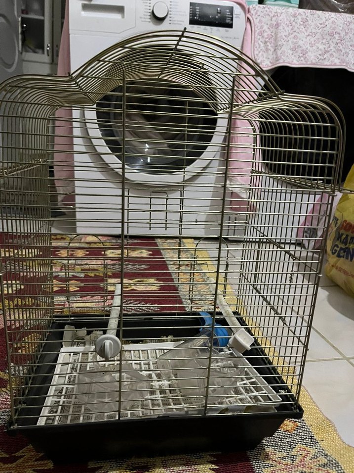 altın sarısı Kuş Kafesi - Görsel 4