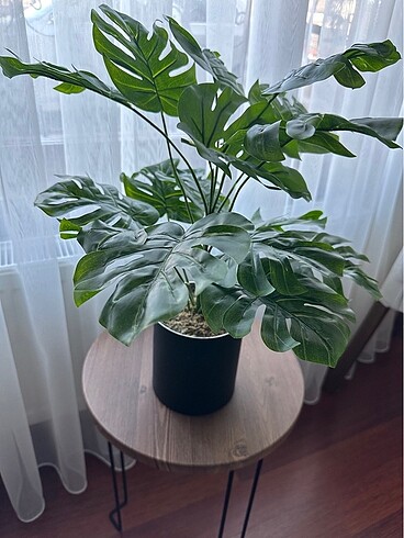 Yapay monstera