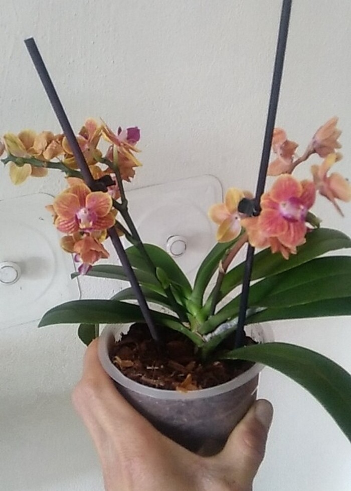 Kokulu orkide - Görsel 2