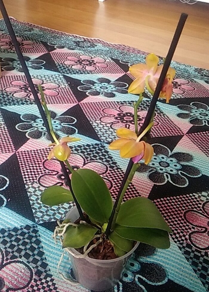 MUHTEŞEM KOKULU BRONZ BUDAH - Görsel 2