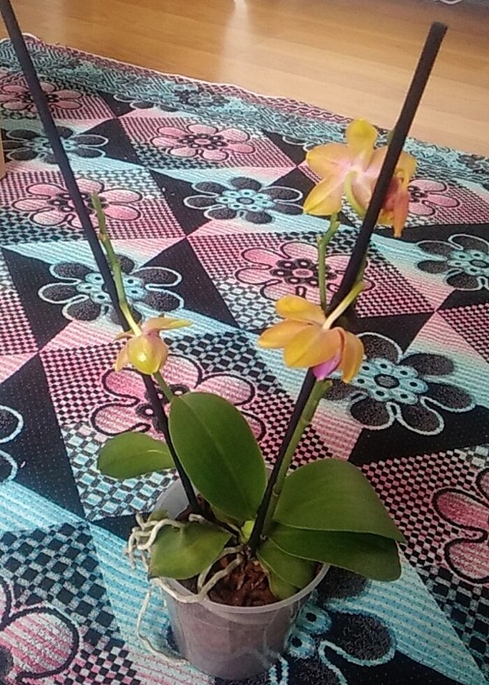 MUHTEŞEM KOKULU BRONZ BUDAH - Görsel 3