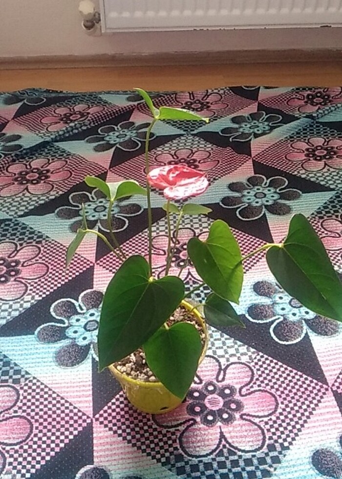 Büyük boy Antoryum - Görsel 2