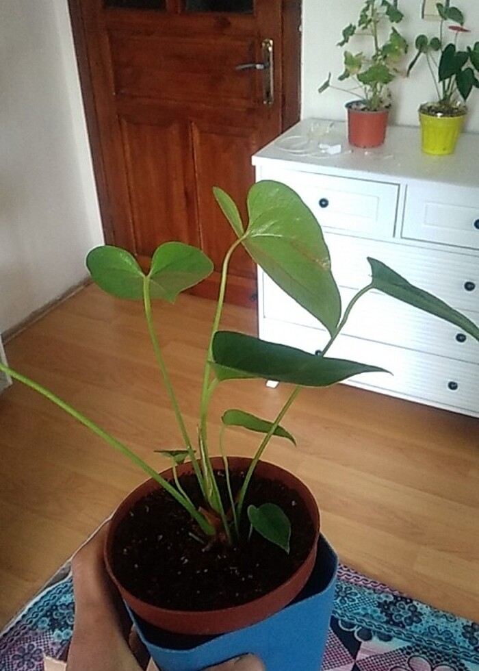 Çiceksiz antoryum  - Görsel 2