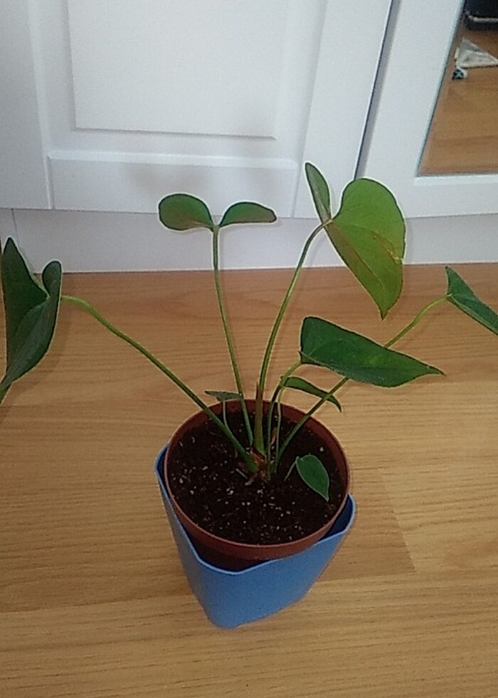 Çiceksiz antoryum  - Görsel 3