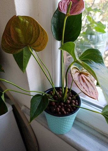 Antoryum - Görsel 2