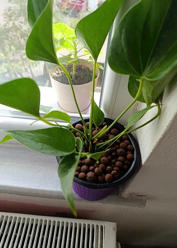 Antoryum - Görsel 3