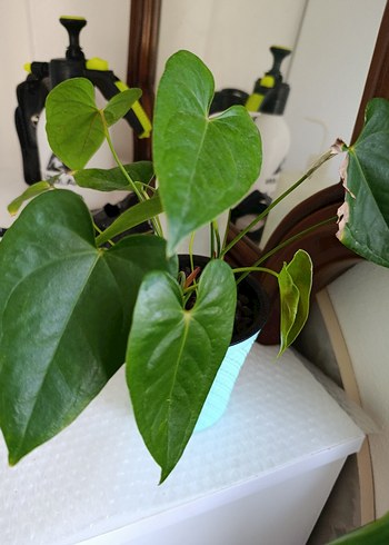 Antoryum - Görsel 4