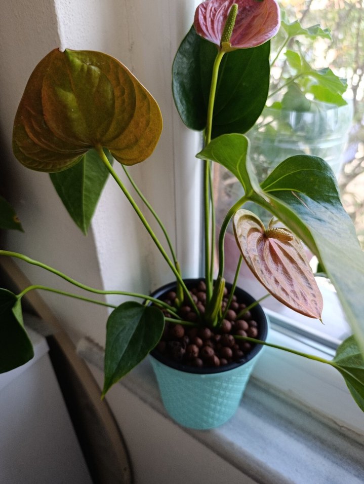 Antoryum - Görsel 2