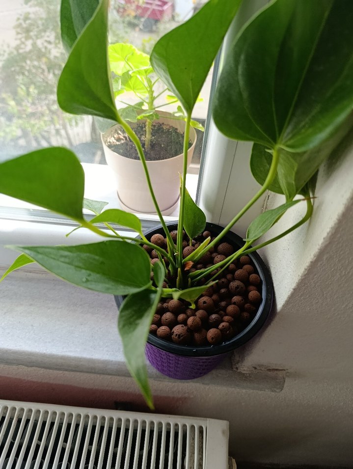 Antoryum - Görsel 3