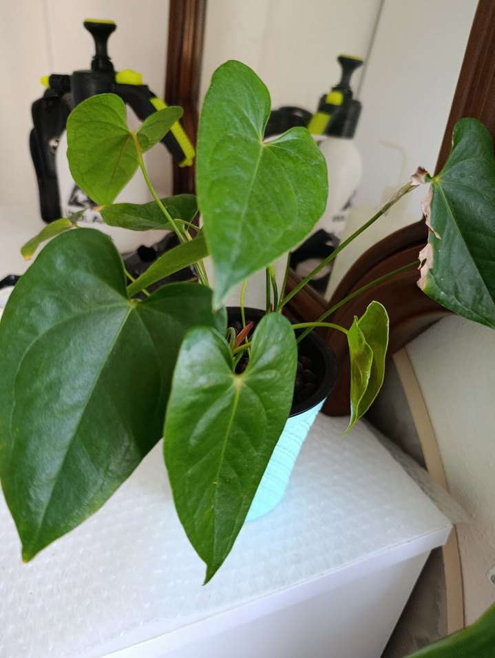 Antoryum - Görsel 4