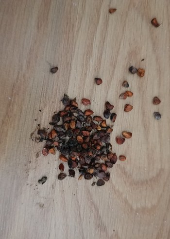 Gül tohumu - Görsel 3