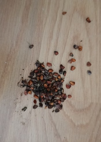 Gül tohumu - Görsel 4