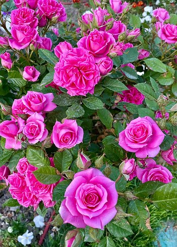 Gül tohumu - Görsel 2