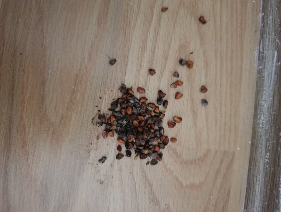 Gül tohumu - Görsel 3