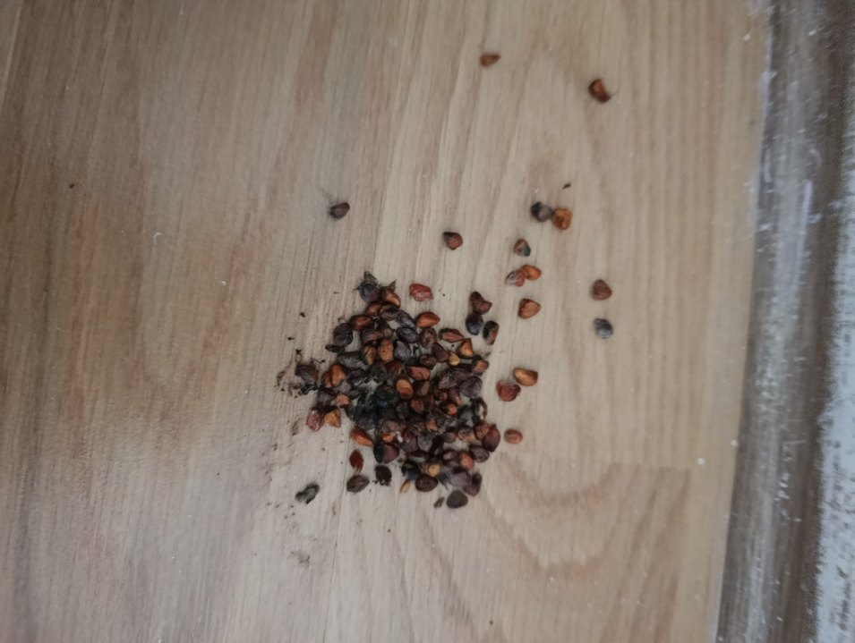 Gül tohumu - Görsel 4